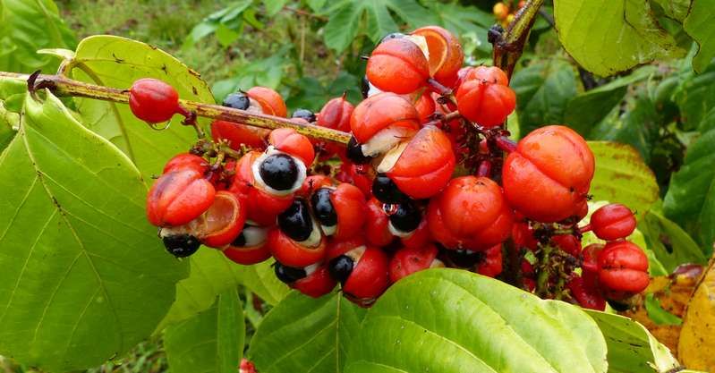 Die Kletterpflanze aus Südamerika gilt bei den dort Einheimischen schon seit Jahrhunderten als belebender Snack, wobei zum Essen die Fruchtkerne verwendet werden. ( Lizenzdoku: Shutterstock- guentermanaus)