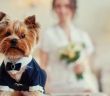 Junge Frau kann Hund nicht auf Hochzeit mitnehmen (Foto: AdobeStock - svetlanaz 176795422)