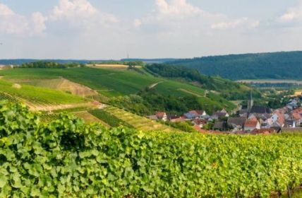 Vielfältige Genüsse: Entdecken Sie die farbenfrohe Weinkultur im "Lieblichen (Foto: TLT/Thomas Weller)