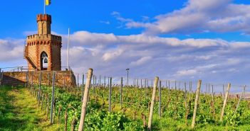 Weinernte in Rheinhessen und der Pfalz enttäuscht (Foto: AdobeStock - Firn 331419825)